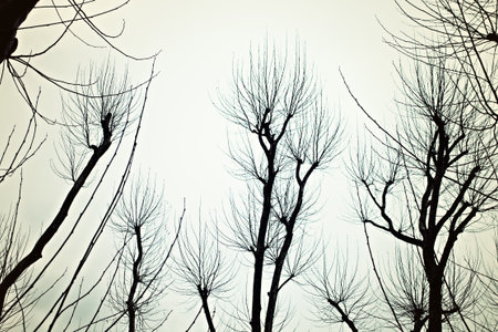 Bare branches of the trees in the background of the autumn sky