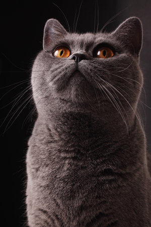 snout of British gray cat with yellow eyes closeupの写真素材