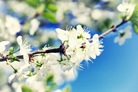 Branch of apple tree with blooming flowers against the sky