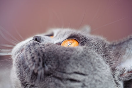 Portrait of British gray cat with yellow eyesの写真素材