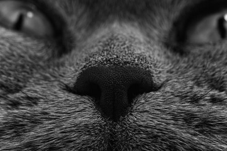 Funny muzzle of gray cat close upの写真素材