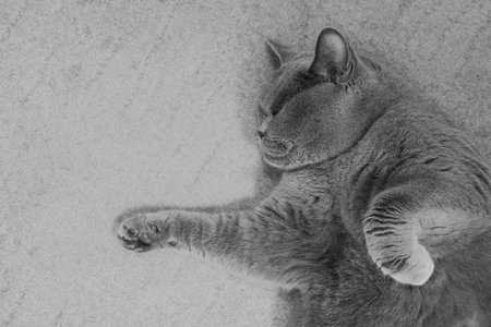 Gray british cat lying on the floorの写真素材