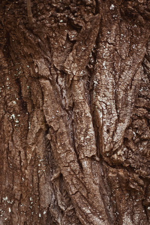 Texture Bark of Pine Tree closeup
の写真素材