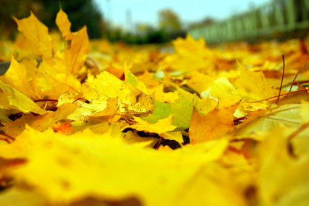 Fallen yellow maple leaves on the ground closeupの写真素材