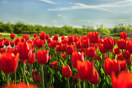 Background with bright red tulips close upの写真素材