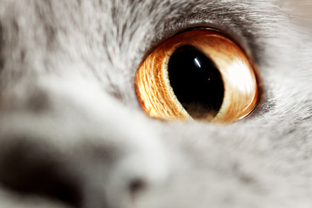 Yellow eye of gray British cat closeupの写真素材