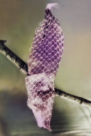 Old dropped snake skin on the branchesOld dropped snake skin on the branchesの写真素材