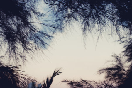 Tall coconut palm trees against the skyの写真素材