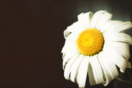 Fading flower chamomile close upの写真素材