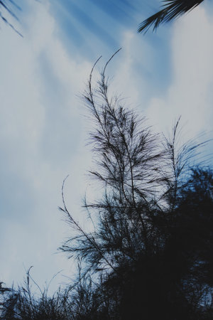 Abstract Background with blurred tree branches and sky