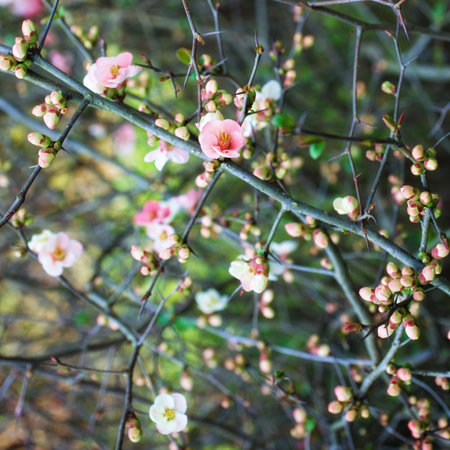 Branches of cherry blossoms close up