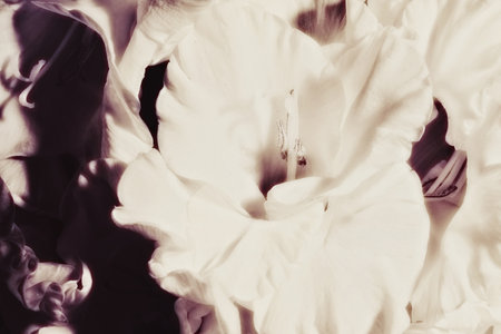 Black and white photo of gladiolus closeupの写真素材