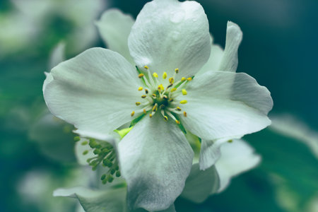 White jasmine flowers on a bush macroの写真素材