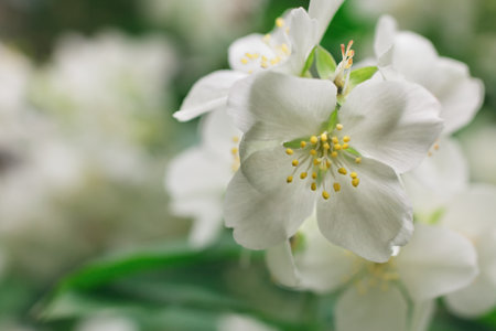 White jasmine flowers on a bush macroの写真素材