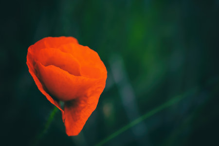 Blossoming poppy flower against a background of grassの写真素材