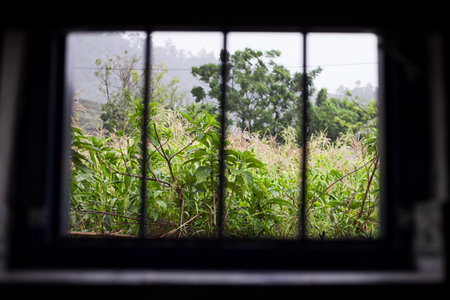 Green summer forest outside the window prison