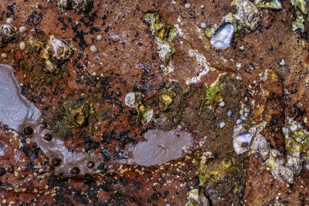 Wall texture with oyster shells closeup