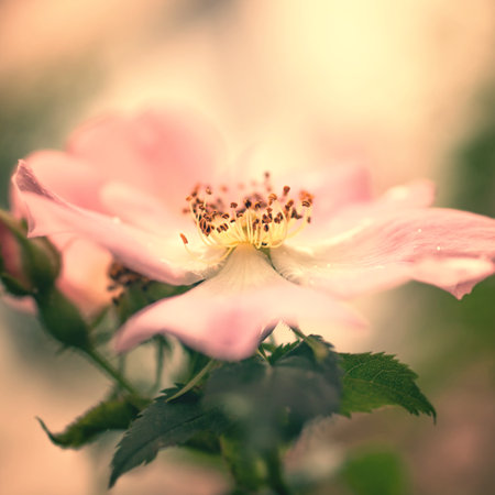 Macro photo of Pink flower wild rose on bushの写真素材