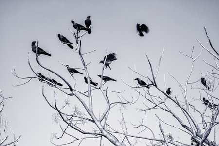 Black Crow on bare branches against the skyの写真素材