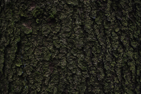 The texture of mossy oak bark closeupの写真素材