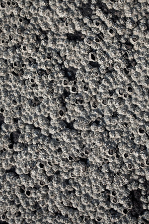 Wall texture with oyster shells closeup