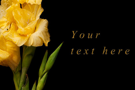 Greeting card with yellow gladiolus on black background
