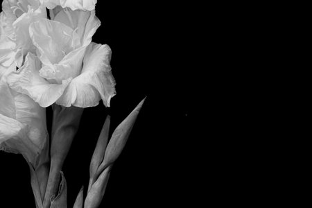 Black and white greeting  card with  gladiolus on black backgroundの写真素材