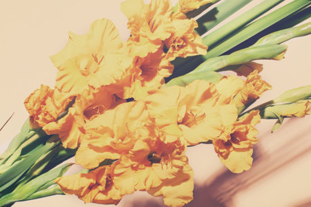 Bouquet of beautiful yellow gladiolus on a white backgroundの写真素材