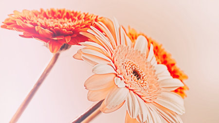 Holiday background with three flowers gerberaの写真素材