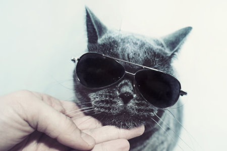 Portrait of British shorthair gray cat wearing sunglassesの写真素材