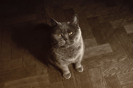 Gray British cat sitting on the floorの写真素材