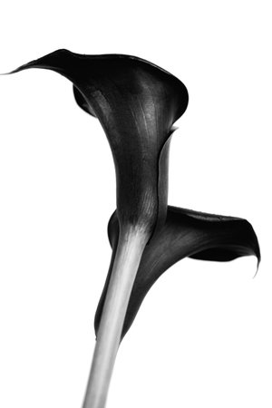 Two black calla flower isolated on white backgroundの写真素材