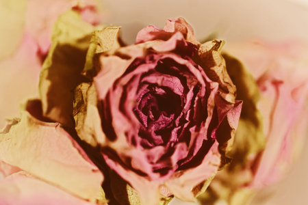 Beautiful Dry flower of  pink rose closeupの写真素材