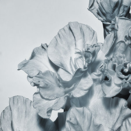 Black and white background  with gladiolus flower closeupの写真素材