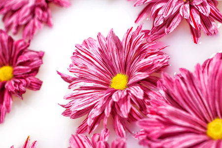 Group of pink chrysanthemum flowers on whiteの写真素材