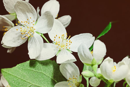 White jasmine flowers isolated on a black backgroundの写真素材