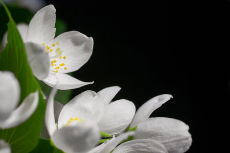 Background with white jasmine flowers on blackの写真素材