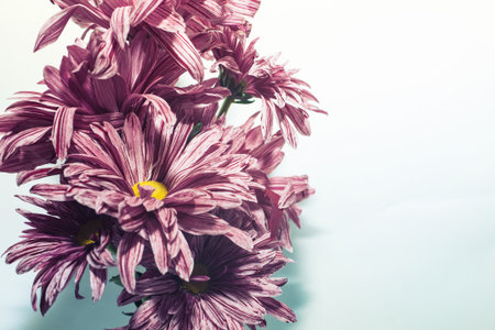 Bunch of pink chrysanthemums on a light backgroundの写真素材