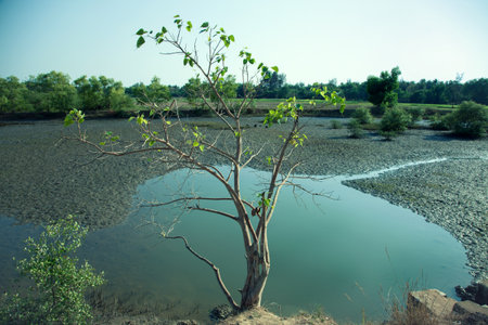 Tree growing in swampy lake on a sky backgroundの写真素材