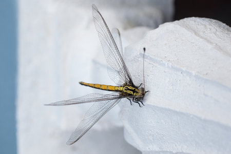 Photography of Yellow dragonfly macroの写真素材
