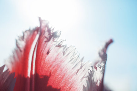 Pink tulip petals against the sky close-upの写真素材