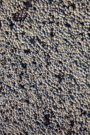 Texture of the  wall with sea shells close-up. Natural backgroundの写真素材