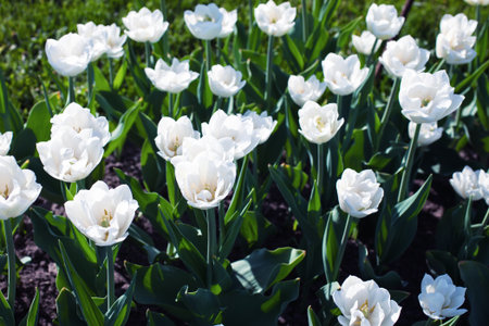 Group of white tulips on a flower bedの写真素材