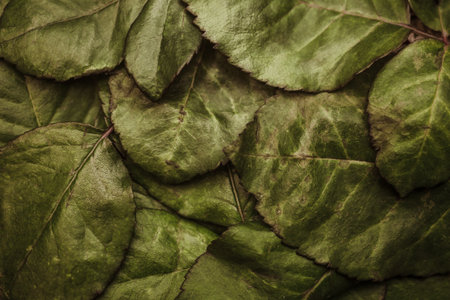 The texture of  old rose leaves macroの写真素材