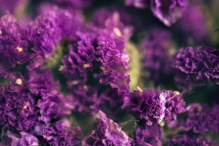 Floral background with dry purple flowers of limonium closeup