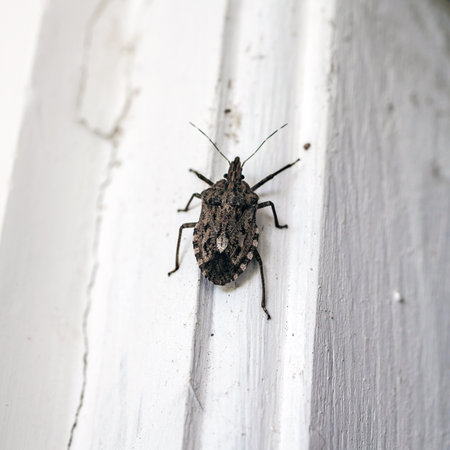 Brown  bedbug creeps on a white board macro