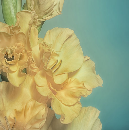 Square greeting card with yellow gladiolus on a green backgroundの写真素材