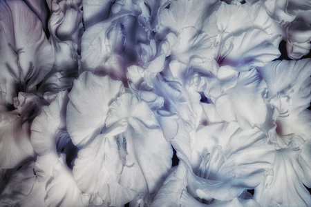 Floral background with beautiful gladiolus flowers close-upの写真素材