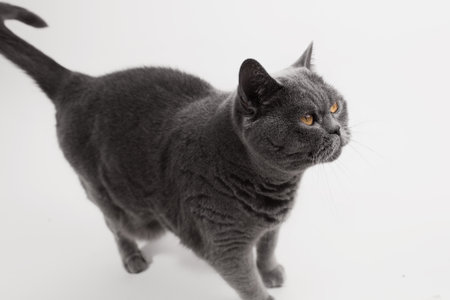 Gray British Shorthair cat playing on white backgroundの写真素材