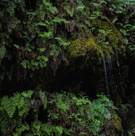 A small waterfall in a thick green tropical foliageの写真素材